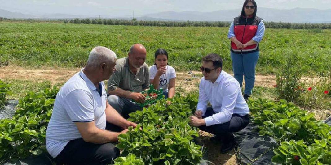 'Lokum tadında’ ürünün hasadı başladı! Tarlada 80 TL’ye satılıyor 4
